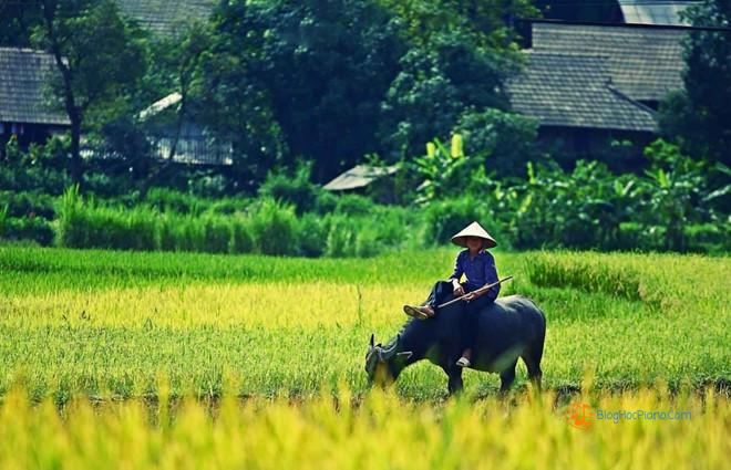 Top 5 Những bài cảm âm sáo trúc hay nhất về quê hương đất nước