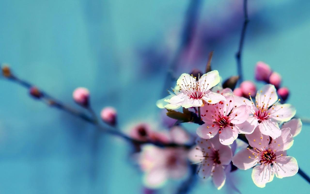 1920x1200 Flower Widescreen Desktop Wallpapers with ID on Nature category in HD Wallpaper  Backgrounds. Flower Widescreen Desktop Wallpapers is one from many Best HD  ...
